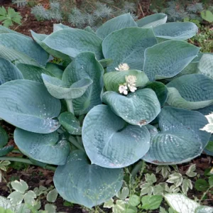 Blue Angel Hosta Bareroot - Large Blue-Green Shade Perennial Plant - Zones 3-9 - Image 1