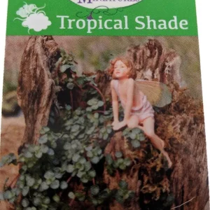 Blue Angel Trailing Pilea Live Plant – 2.5 inch Pot – Indoor Houseplant - Image 2