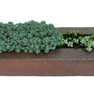 Blue Ball Sedum Live Plant – Hardy Perennial Groundcover – 2.5" Pot – Indoors/Outdoors - Image 2