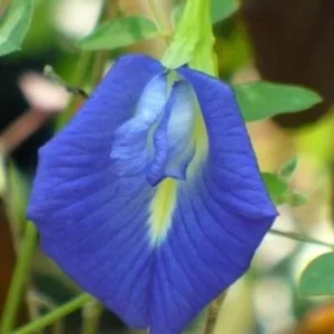 Blue Butterfly Pea Vine Live Plant - Clitoria Ternatea - 5" Tall in 4" Pot - Image 2