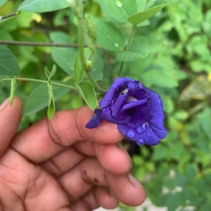 Blue Butterfly Pea Vine Live Plant, Clitoria Ternatea, 5 inch tall in 4 inch pot - Image 3