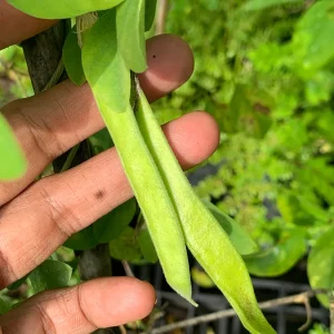 Blue Butterfly Pea Vine Live Plant, Clitoria Ternatea, 5 inch tall in 4 inch pot - Image 4