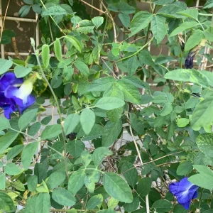 Blue Butterfly Pea Vine Live Plant - Clitoria Ternatea - 5