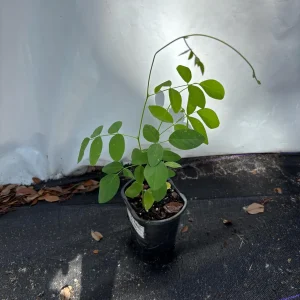 Blue Butterfly Pea Vine Live Plant - Clitoria Ternatea - 5