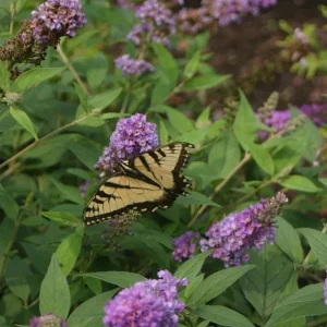Blue Chip Jr. Butterfly Bush Live Plant – 4 inch Pot – Outdoor Shrub - Image 1