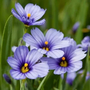 Blue-Eyed Grass Live Plant - Sisyrinchium lucerne - 2.5" Pot - Indoor/Outdoor - Image 2