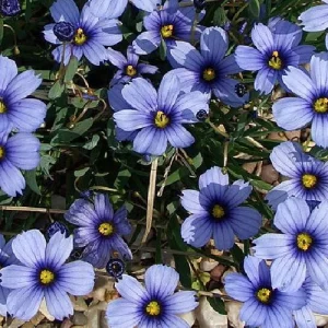 Blue-Eyed Grass Live Plant - Sisyrinchium lucerne - 2.5