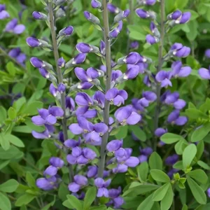 Blue False Indigo Live Plant (Baptisia australis) - Gallon Pot, 2-3 Feet Tall, Outdoor Perennial - Image 1