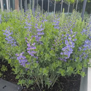 Blue False Indigo Live Plant (Baptisia australis) - Perennial Flower - 4 inch Pot - Image 3