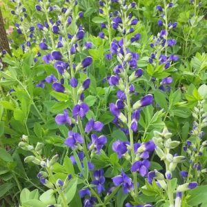 Blue False Indigo Live Plant (Baptisia australis) - Perennial Flower - 4 inch Pot - Image 4