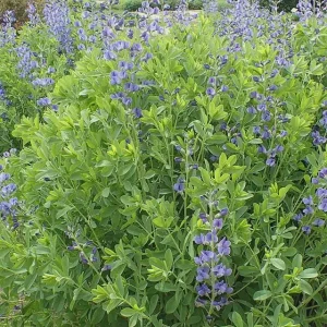 Blue False Indigo Live Plant (Baptisia australis) - Perennial Flower - 4 inch Pot - Image 5