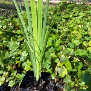 Blue Flag Iris Live Plant - Iris Versicolor - 2.5 in Pot - Wetland Perennial - Image 3