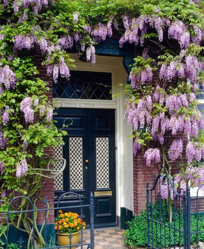 Blue Flowering Wisteria Live Plant – 2.5 inch Pot – Fragrant Climbing Vine Outdoor - Image 10