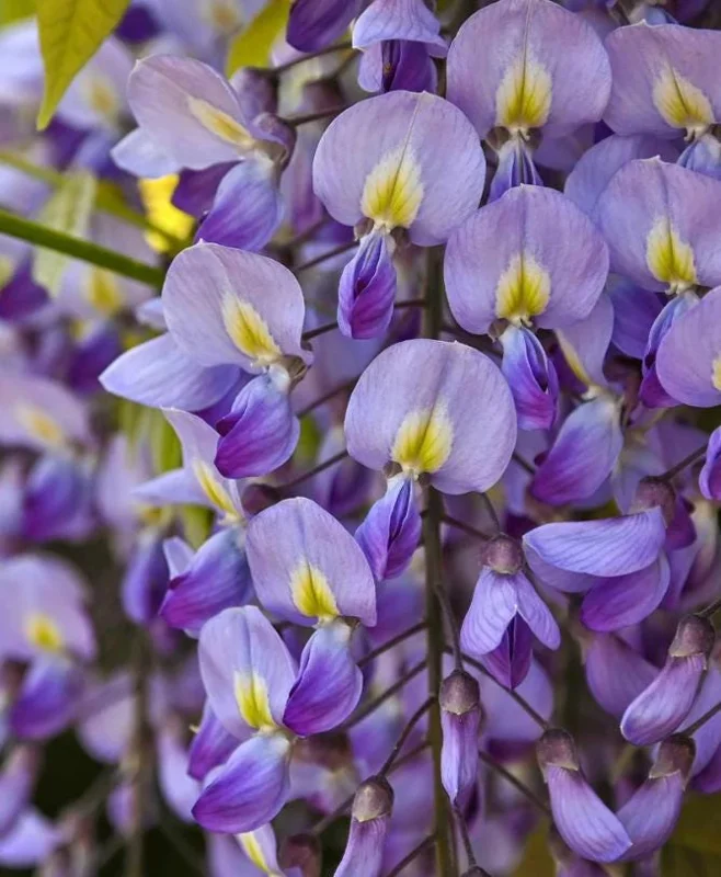 Blue Flowering Wisteria Live Plant – 2.5 inch Pot – Fragrant Climbing Vine Outdoor - Image 2