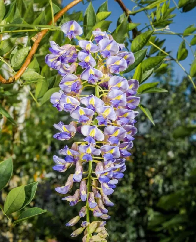 Blue Flowering Wisteria Live Plant – 2.5 inch Pot – Fragrant Climbing Vine Outdoor - Image 1