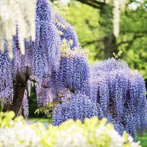Blue Flowering Wisteria Live Plant – 2.5 inch Pot – Fragrant Climbing Vine Outdoor - Image 4