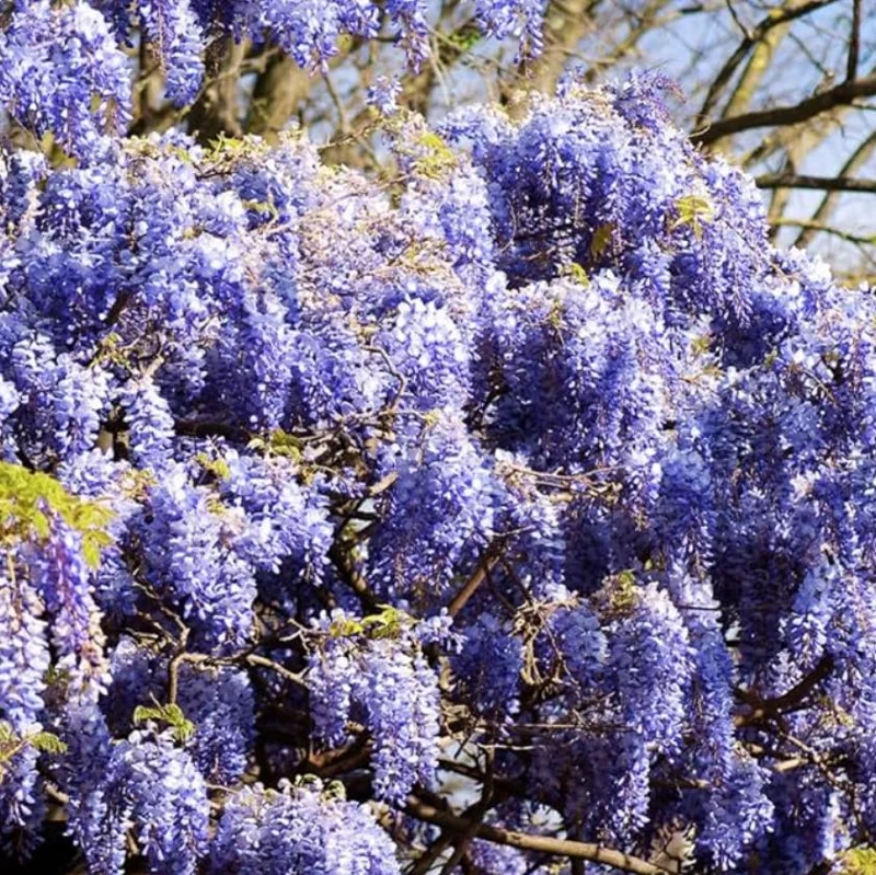 Blue Flowering Wisteria Live Plant – 2.5 inch Pot – Fragrant Climbing Vine Outdoor - Image 5