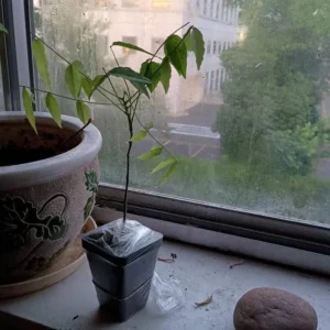 Blue Flowering Wisteria Live Plant – 2.5 inch Pot – Fragrant Climbing Vine Outdoor - Image 6