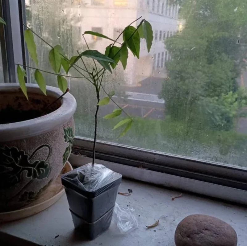 Blue Flowering Wisteria Live Plant – 2.5 inch Pot – Fragrant Climbing Vine Outdoor - Image 6