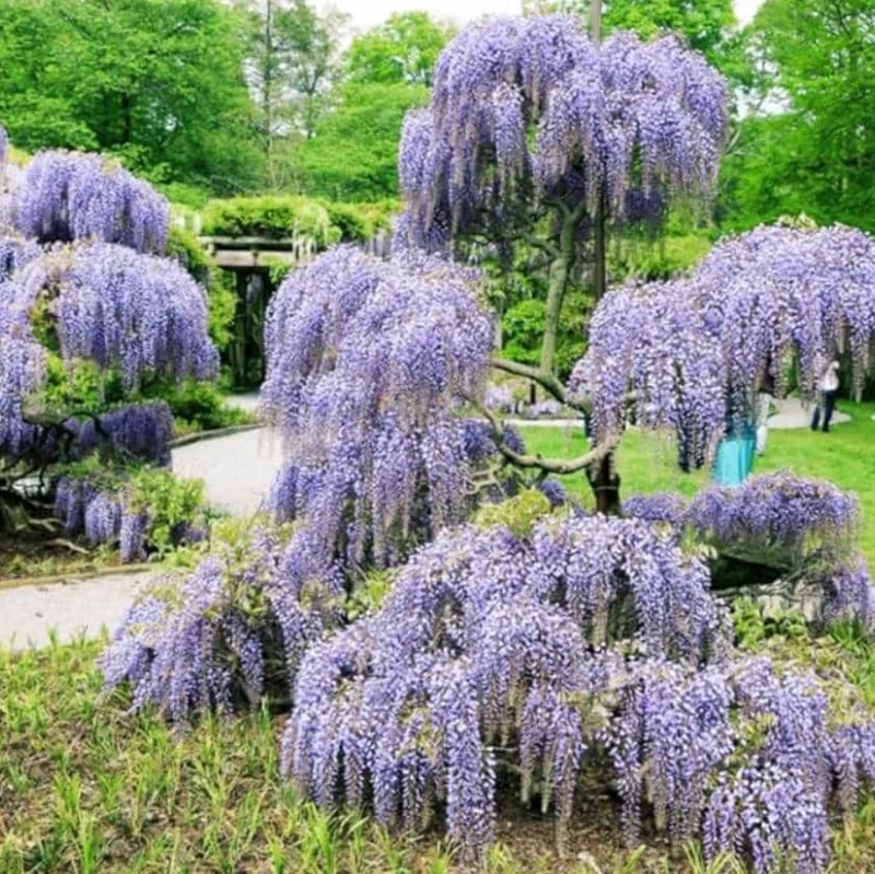 Blue Flowering Wisteria Live Plant – 2.5 inch Pot – Fragrant Climbing Vine Outdoor - Image 8