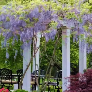 Blue Flowering Wisteria Live Plant – 2.5 inch Pot – Fragrant Climbing Vine Outdoor - Image 9