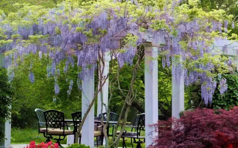 Blue Flowering Wisteria Live Plant – 2.5 inch Pot – Fragrant Climbing Vine Outdoor - Image 9