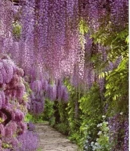 Blue Flowering Wisteria Vine Live Plant 12-18 inch Tall, 2.5 inch Pot, Outdoor - Image 2