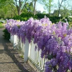 Blue Flowering Wisteria Vine Live Plant 12-18 inch Tall, 2.5 inch Pot, Outdoor - Image 3