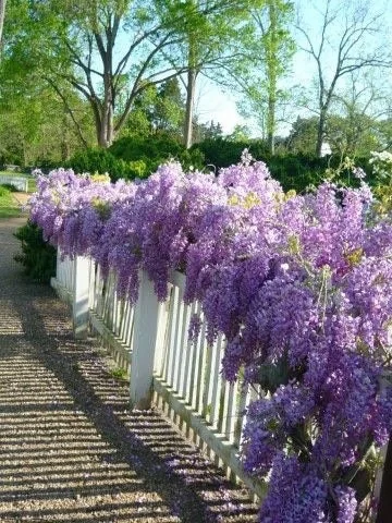 Blue Flowering Wisteria Vine Live Plant 12-18 inch Tall, 2.5 inch Pot, Outdoor - Image 3