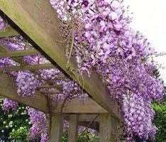 Blue Flowering Wisteria Vine Live Plant 12-18 inch Tall, 2.5 inch Pot, Outdoor - Image 1