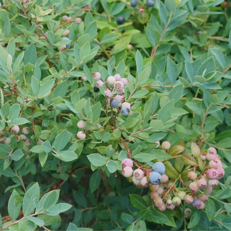 Blue Highbush Blueberry Plant - Vaccinium corymbosum 4