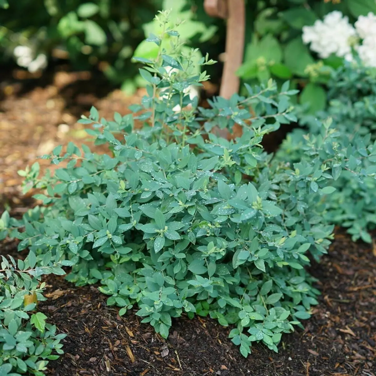 Blue Highbush Blueberry Live Plant - Vaccinium corymbosum - 4" Pot - Image 1