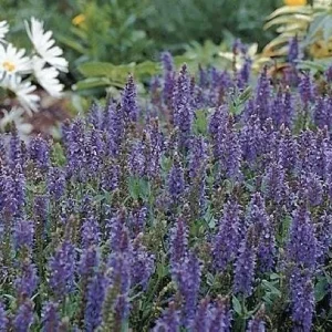 Blue Hill Salvia Perennial Live Plant – Long Bloomer – Quart Pot – Outdoor - Image 1