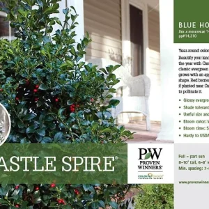 Blue Holly Shrub Live Plant - Ilex - 4 inch Pot - Outdoor Evergreen - Image 2