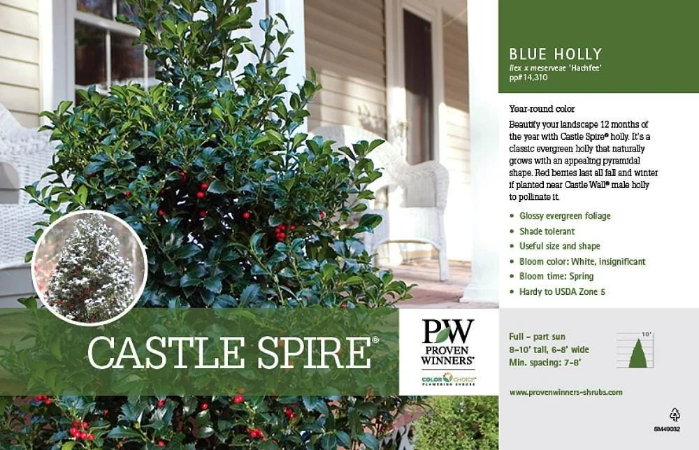 Blue Holly Shrub Live Plant - Ilex - 4 inch Pot - Outdoor Evergreen - Image 2
