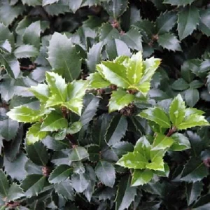 Blue Holly Shrub Live Plant - Ilex - 4 inch Pot - Outdoor Evergreen - Image 4