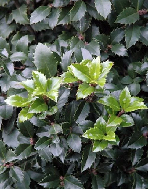 Blue Holly Shrub Live Plant - Ilex - 4 inch Pot - Outdoor Evergreen - Image 4