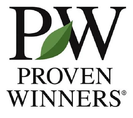 Blue Holly Shrub Live Plant - Ilex - 4 inch Pot - Outdoor Evergreen - Image 5