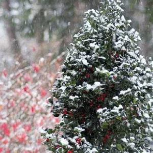 Blue Holly Shrub Live Plant - Ilex - 4 inch Pot - Outdoor Evergreen - Image 6