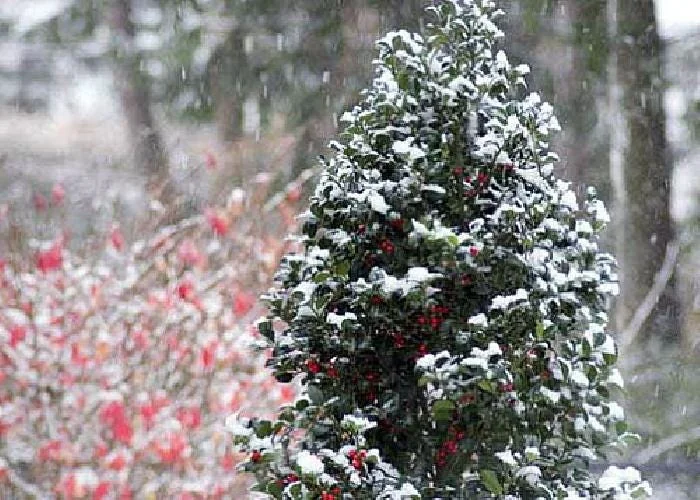 Blue Holly Shrub Live Plant - Ilex - 4 inch Pot - Outdoor Evergreen - Image 6