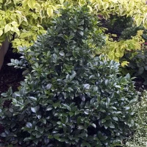 Blue Holly Shrub Live Plant - Ilex - 4 inch Pot - Outdoor Evergreen - Image 7