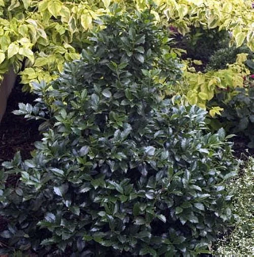 Blue Holly Shrub Live Plant - Ilex - 4 inch Pot - Outdoor Evergreen - Image 7