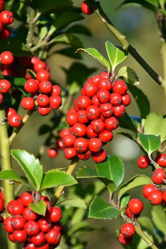 Blue Holly Shrub Live Plant - Ilex - 4 inch Pot - Outdoor Evergreen - Image 1