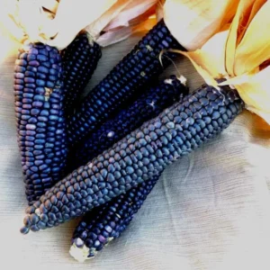 Blue Hopi Corn Seeds - 1 Lb Organic Non-GMO Heirloom Sweet & Flour Corn - Image 3