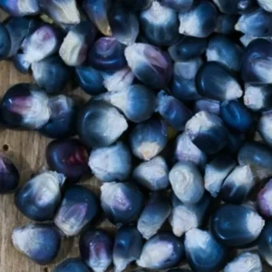 Blue Hopi Corn Seeds - 1 Lb Organic Non-GMO Heirloom Sweet & Flour Corn - Image 4