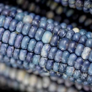 Blue Hopi Corn Seeds - 1 Lb Organic Non-GMO Heirloom Sweet & Flour Corn - Image 6