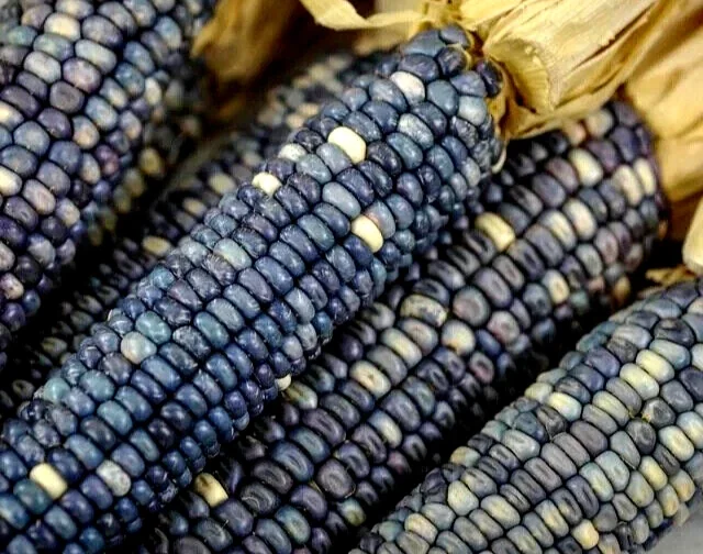 Blue Hopi Indian Flint Flour Corn Seeds 200 Count Organic Heirloom Garden - Image 2