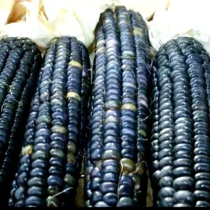 Blue Hopi Indian Flint Flour Corn Seeds 200 Count Organic Heirloom Garden - Image 6