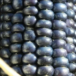 Blue Hopi Indian Flint Flour Corn Seeds 200 Count Organic Heirloom Garden - Image 7