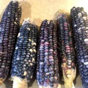 Blue Hopi Indian Flint Flour Corn Seeds 200 Count Organic Heirloom Garden - Image 8